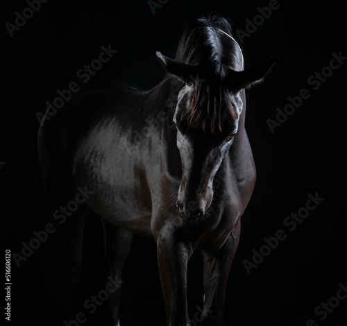 Black beautiful horse on black background.