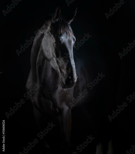 Gorgeous fine art photos of black beautiful horse on black background.