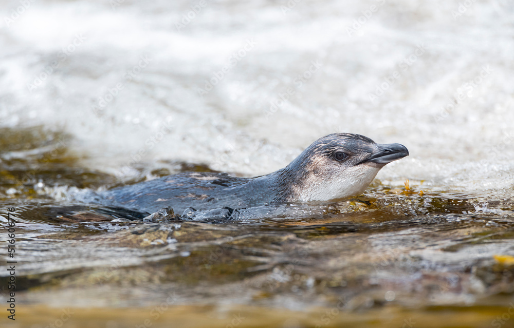Fototapeta premium Little Blue Penguin, Eudyptula minor chathamensis