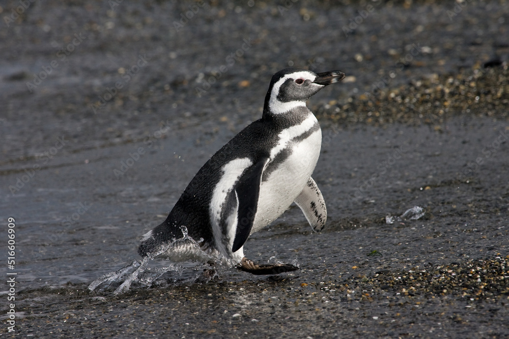 Naklejka premium Magellanic Penguin, Spheniscus magellanicus