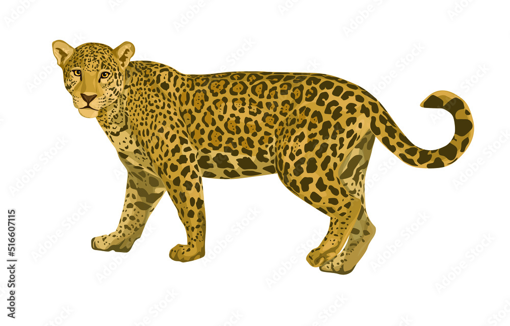 
vector isolated leopard or jaguar illustration. jaguar pictures, predator, wild animal, art.illustration
