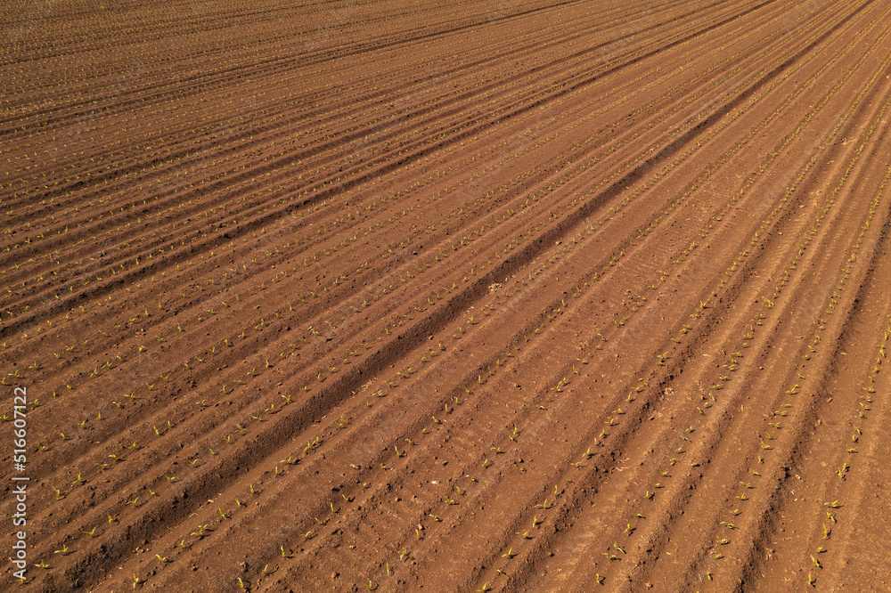 Aerial view of corn maize crop sprouts in cultivated agricultural field, drone pov. Agriculture and farming concept.