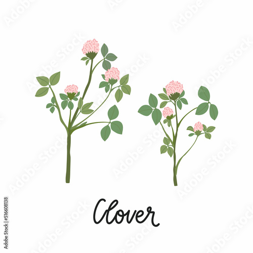 Clover branches with flowers and leaves hand drawn flat illustrations. With the inscription - Clover. Vector isolated on white background.