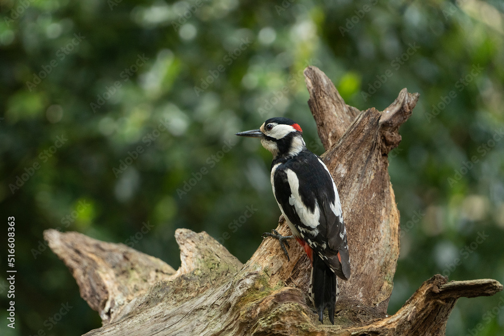 Obraz premium Adult male of Great spotted woodpecker bird Dendrocopos major