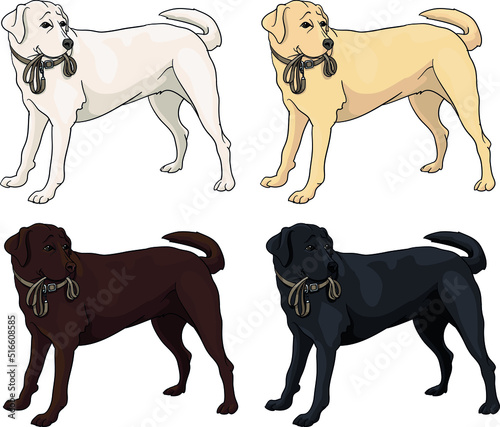 Black, brown, chocolate, cream, white labrador dog, vector, hunter, golden retriever, waiting for a walk with a leash in his teeth, standing at the door, drawing, illustration, tosa, adoption,