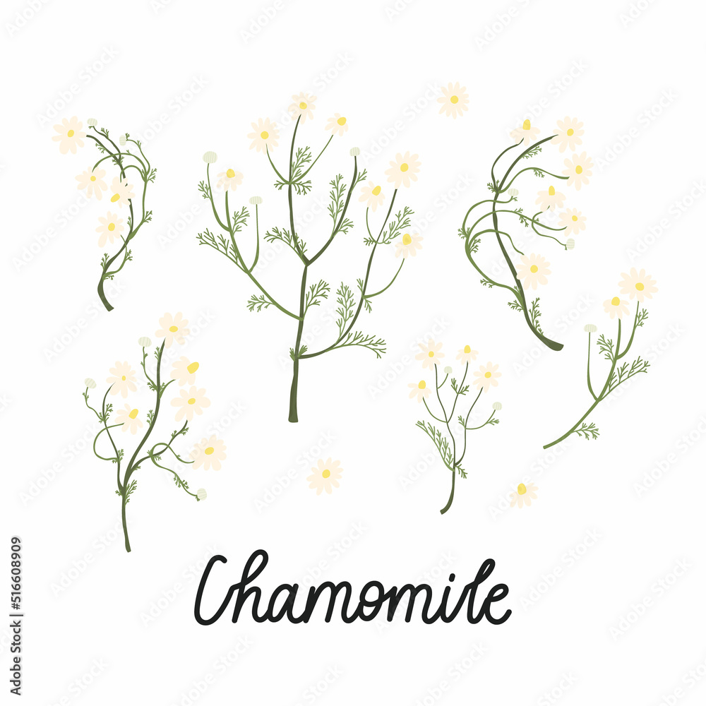 Chamomile branches with flowers flat illustrations. With the inscription - Chamomile. Vector isolated on white.