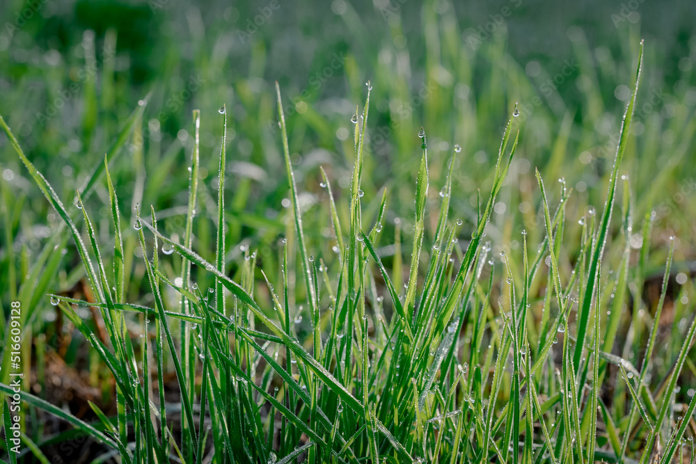 Closeup or macro of dew or water drops in grass Closeup or macro of dew or water drops in grass