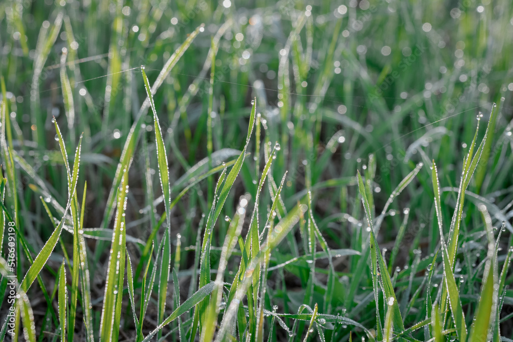 Closeup or macro of dew or water drops in grass Closeup or macro of dew or water drops in grass