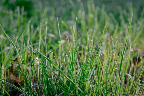 Closeup or macro of dew or water drops in grass