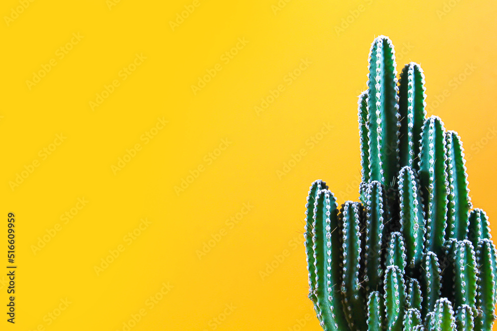 The fairy castle cactus is arranged on the right side of the picture. yellow background.