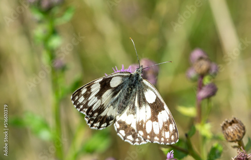 Melanargia galathea,Schachbrett Edelfalter auf einer Blume	 photo