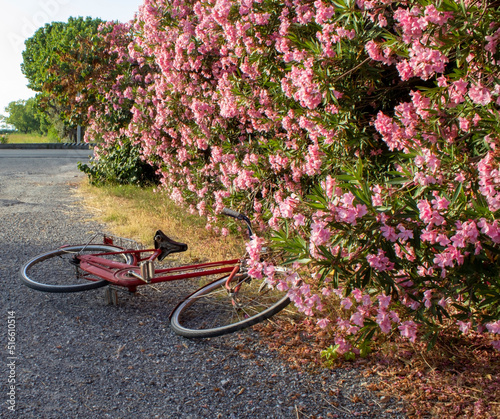 Fotografie, Obraz An old iron bicycle lies on the grass near a flowering bush in perspective and the bright scorching sun