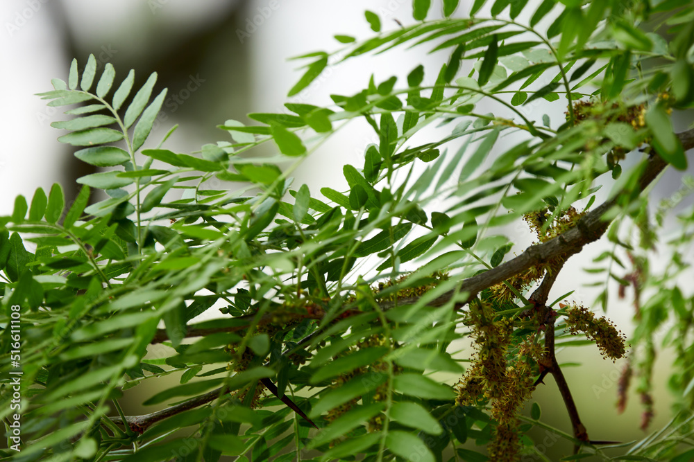 Lentil (Lens culinaris or Lens esculenta) is edible legume. It is