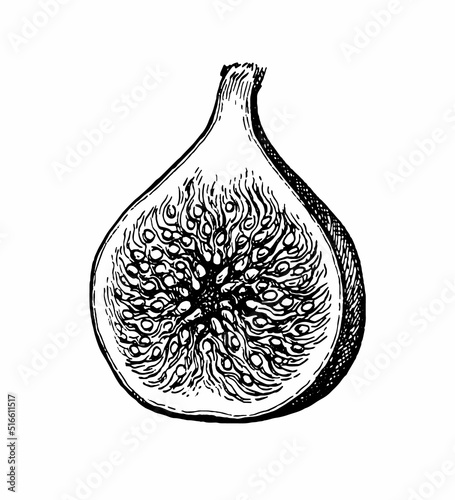 Halved fig fruit ink sketch.