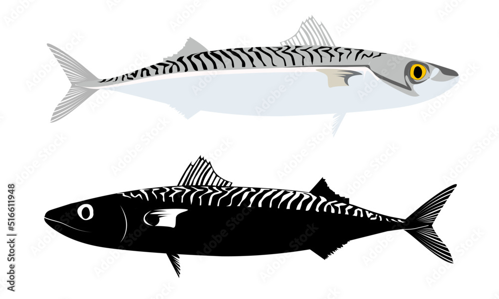 Fototapeta premium vector illustration of an atlantic mackerel fish silhouette