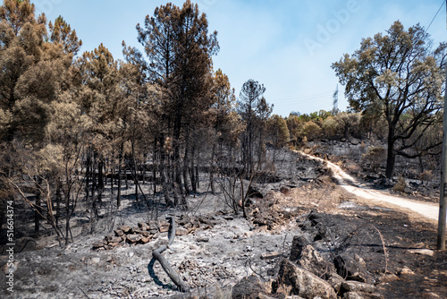 Restos de incêndio florestal num pinheiral com um caminho de terra batida ao fundo do lado direito photo