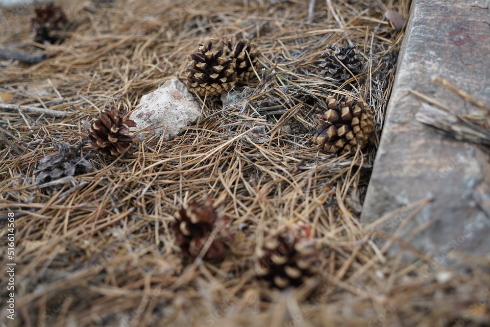 Obraz premium Summer Blooms