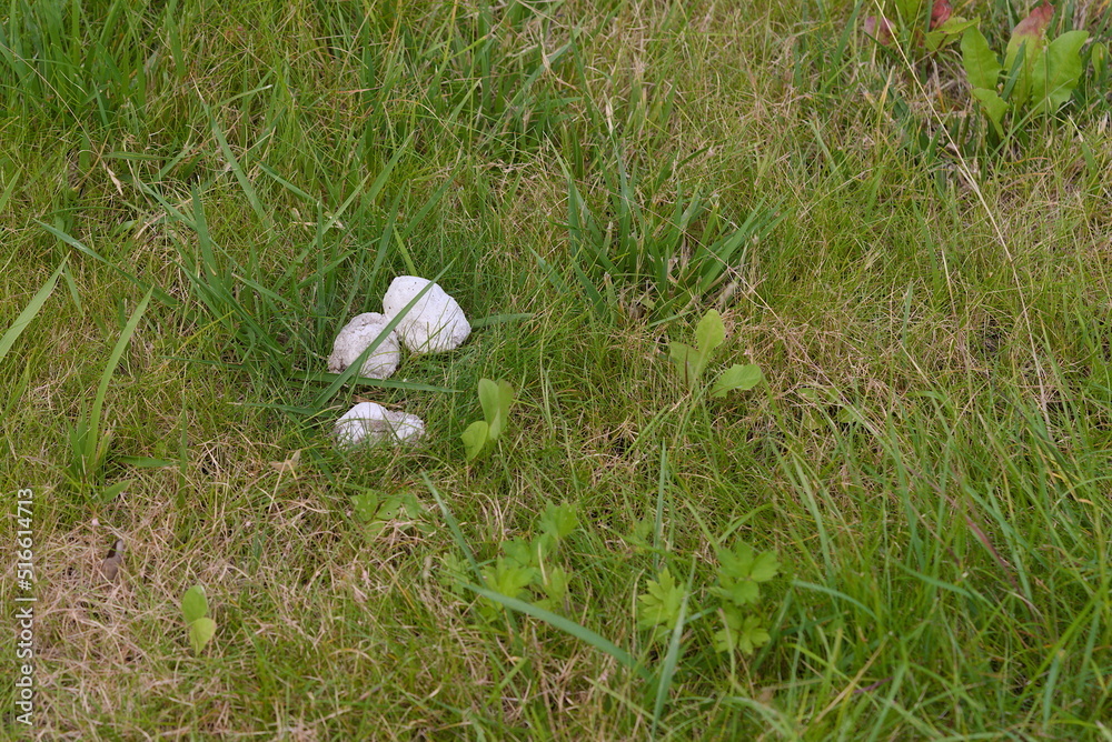 dog droppings pollute the lawn