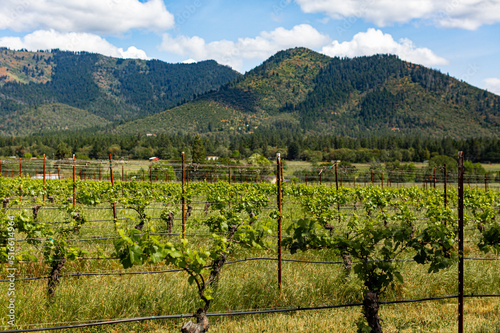 Fototapeta premium west coast vineyard in the summer 2