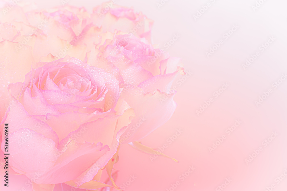 Close up of pink roses bouquet on light pink background. soft filter. Close up of pink roses bouquet on light pink background. soft filter.