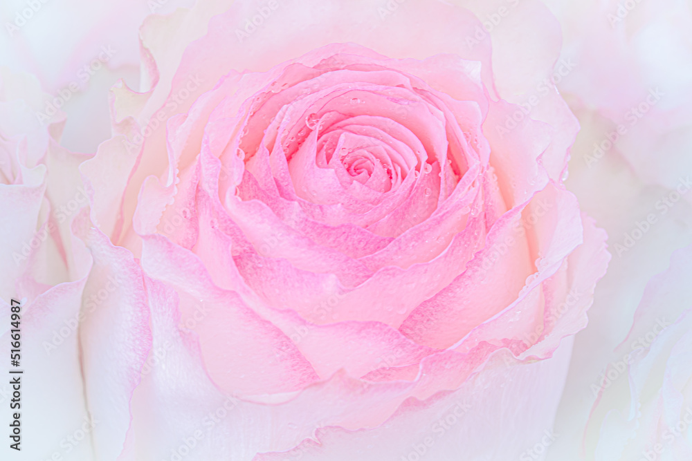 Close up of pink rose on light pink background. soft filter. Close up of pink rose on light pink background. soft filter.