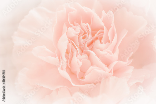 Pink Carnation Flowers Bouquet on light pink background. soft filter.