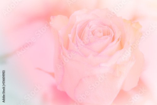 Close up of pink rose on light pink background. soft filter.spring, glitter, blossom, sweet, day, beauty, background, pastel, textures, summer, celebration, love, gardening, style, design, 