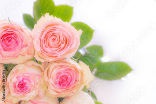 Close up of pink roses bouquet on white background. soft filter.