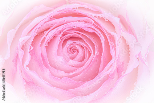 Close up of pink rose on white background. soft filter.