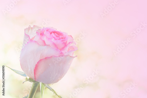 Fototapeta Naklejka Na Ścianę i Meble -  Close up of pink rose on light pink background. soft filter.