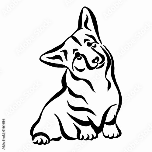 Welsh corgi cardigan dog. Vector illustration on white background. Black and white linear drawing.