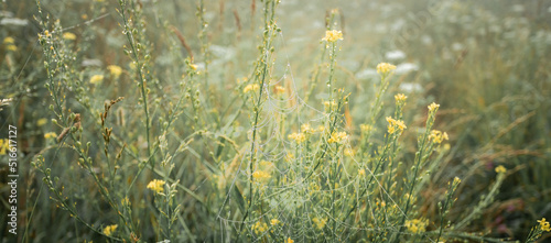 Blurred natural background with thin natural cobweb on meadow grass at dawn. Banner. Soft focus.