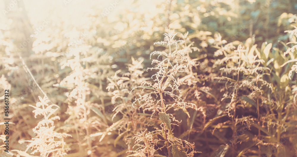 Background blur image with sunlit meadow grass nettle at sunset. Soft focus. Retro toned image. Background blur image with sunlit meadow grass nettle at sunset. Soft focus. Retro toned image.