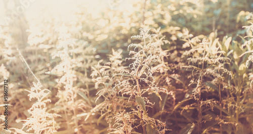 Background blur image with sunlit meadow grass nettle at sunset. Soft focus. Retro toned image.