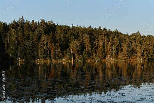 The concept of traveling in Russia. Quiet water surface and reflections of trees in river. Lake Yastrebinoe in summer at sunset Republic of Karelia.