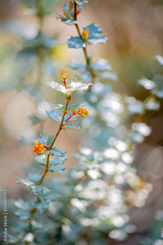 Nature blurred dark background of holly branches. Autumn time in the park. Bokeh. Shallow depth of field. Copy space. Airy atmosphere. Art photography. Nature blurred dark background of holly branches. Autumn time in the park. Bokeh. Shallow depth of field. Copy space. Airy atmosphere. Art photography.