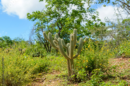 Brazilian caatinga biome in the rainy season. Cactus and flowers in Cabaceiras, Paraíba, Brazil. photo