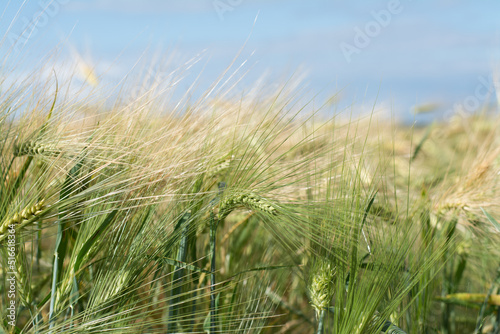 A ripe field of wheat