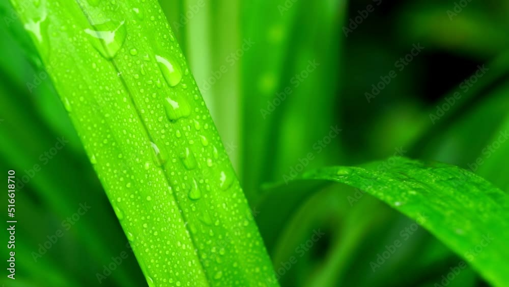 Green leaf with water drops after rain. Close-up background Green leaf with water drops after rain. Close-up background