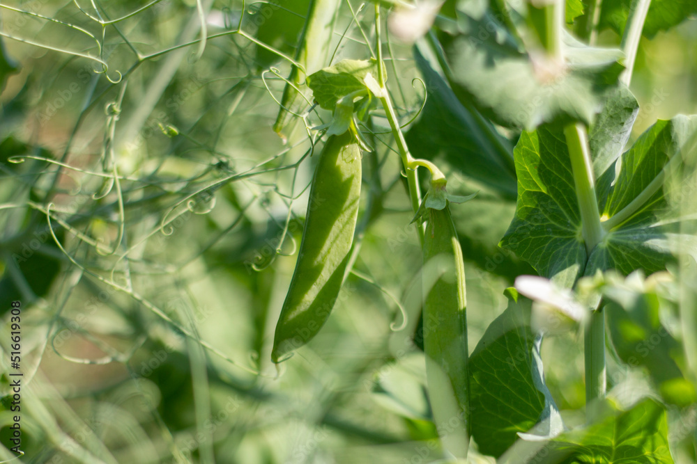 Young green peas grow in the garden. Young green peas grow in the garden.