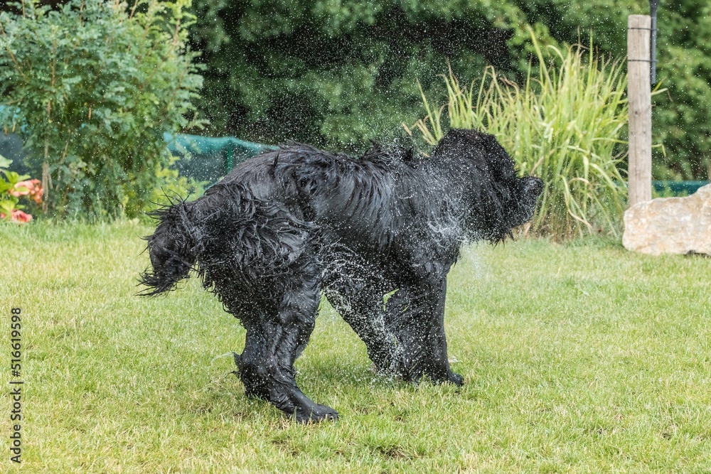 Newfoundland dog shake off the water create a huge amount of small drops. Newfoundland dog on a summer day in the garden. Rescue dog. Newfoundland dog shake off the water create a huge amount of small drops. Newfoundland dog on a summer day in the garden. Rescue dog.