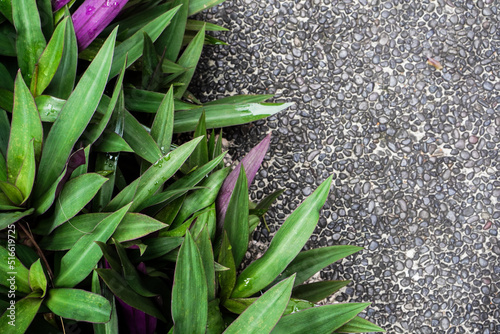 Foliage plants in tropical garden on background