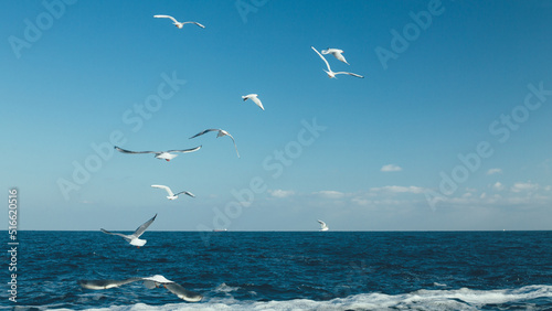 Seagulls flying over the sea