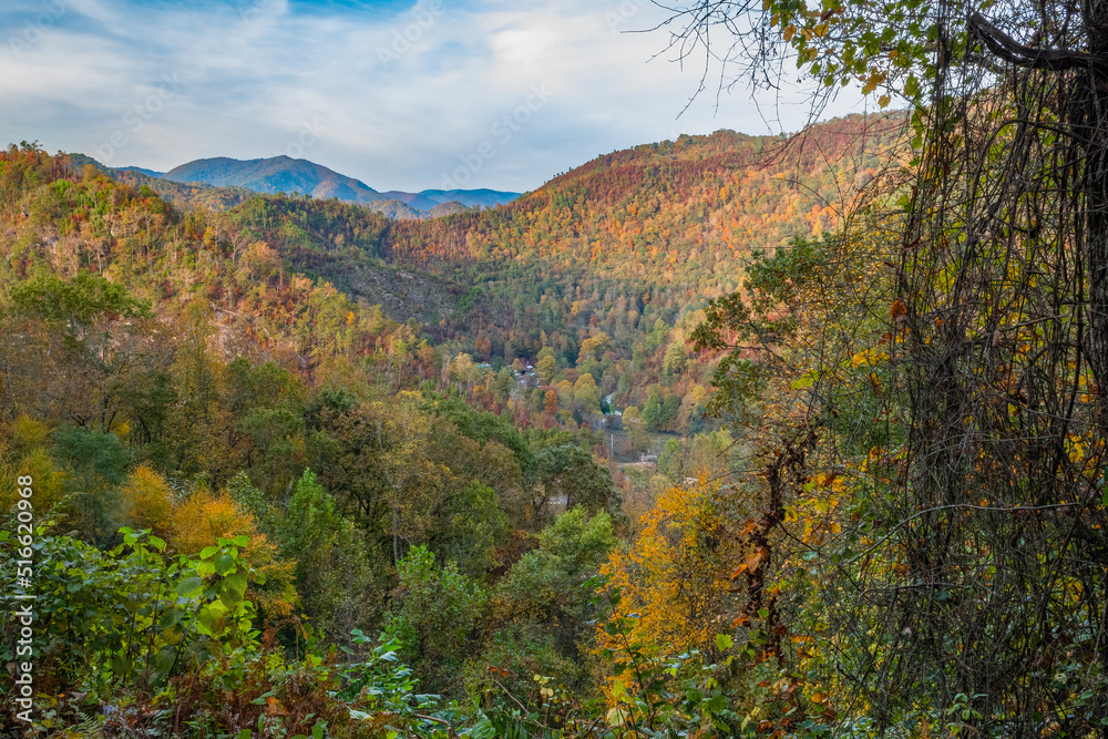  Beautiful fall view of a valley leading to mountain peaks in the distant it’s autumn, Great Smoky Mountains National Park NC bright colors everywhere. Photographed from overlook at Maggie Valley
