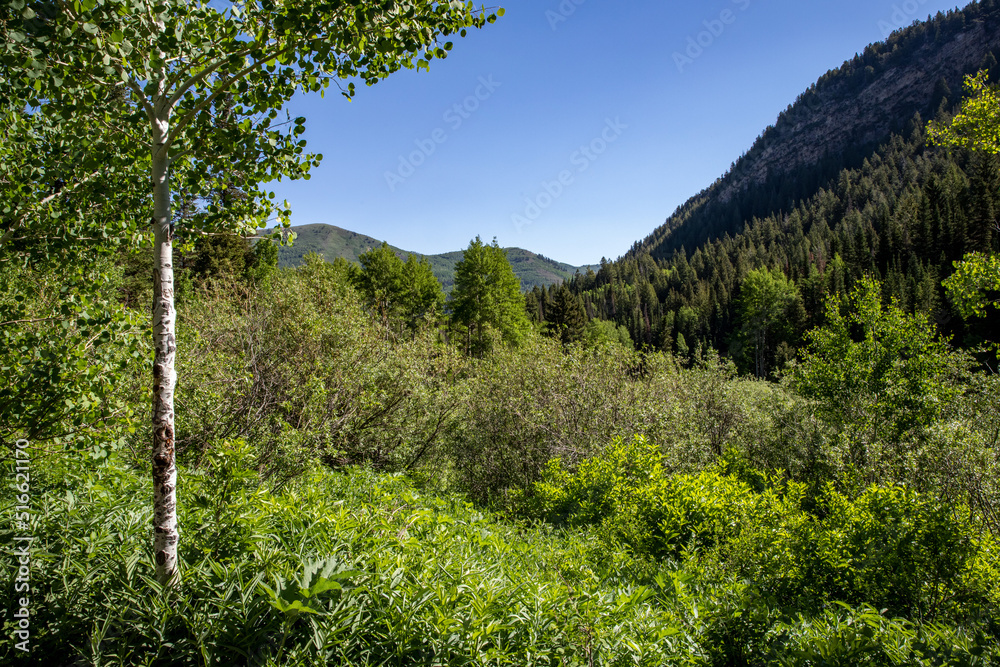 Fototapeta premium trees in the mountains