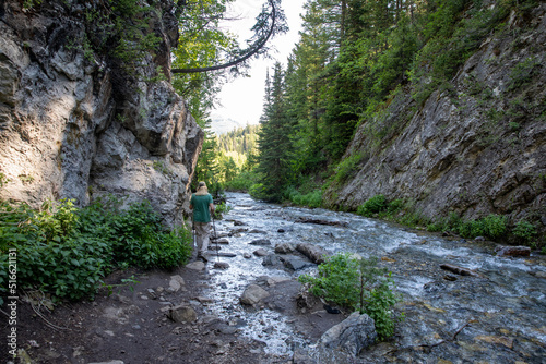 stream in the woods
