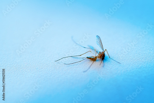Dead mosquito lying on the table. Macro photography.