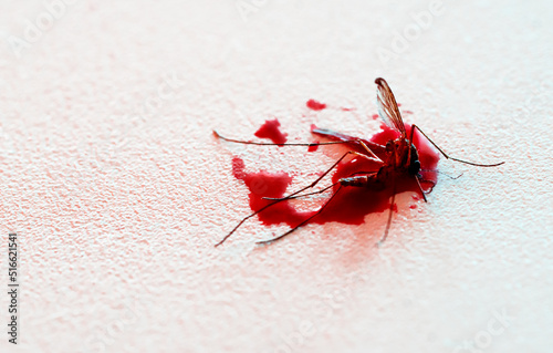 Smashed mosquito full of blood on a table. Macro photography. Close up view. photo