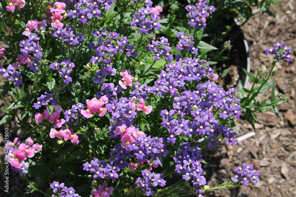 Pink and blue flowers of Nemesia plants in summer garden