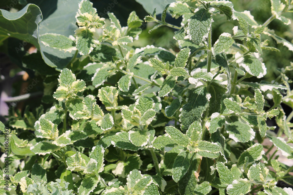 Green and white leaves of Pineapple mint (Mentha suaveolens Variegata) in summer garden